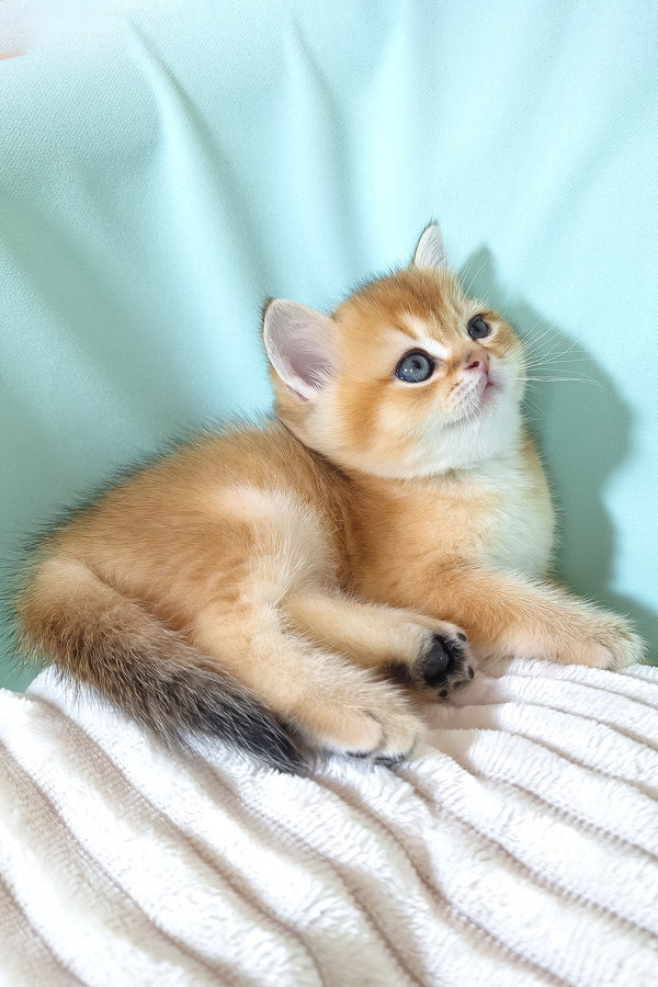 Estee | British Shorthair Kitten