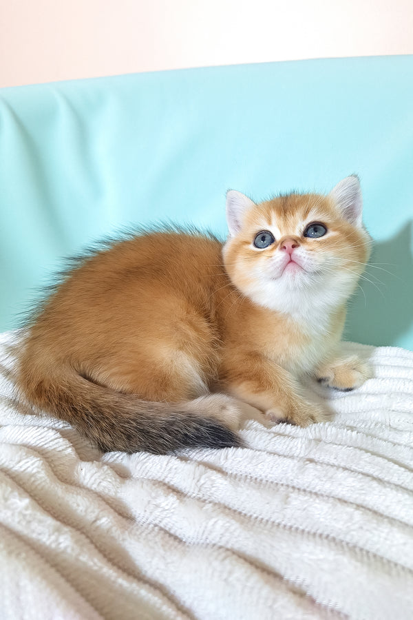 Estee | British Shorthair Kitten