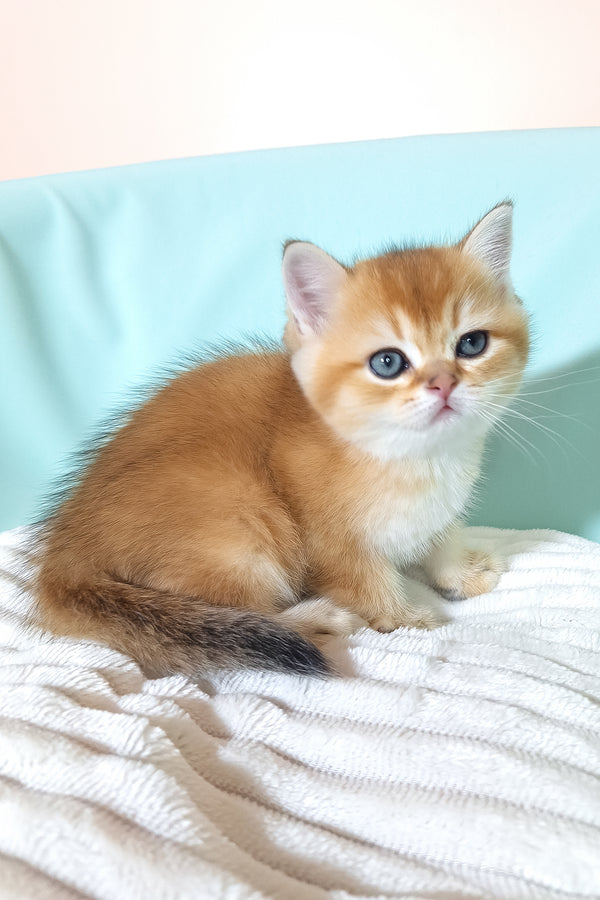 Estee | British Shorthair Kitten
