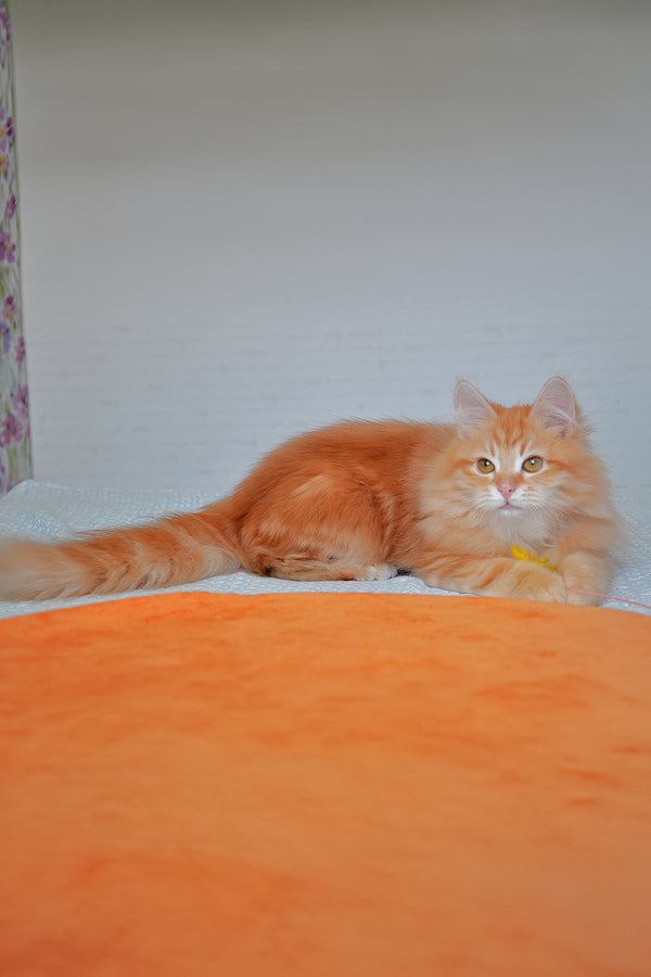 Bruno | Siberian Kitten