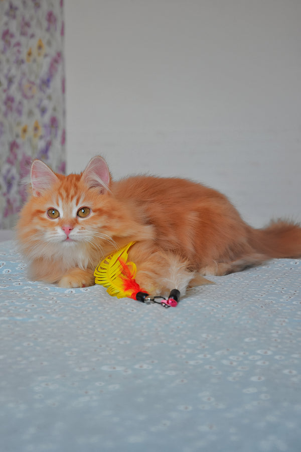 Bruno | Siberian Kitten
