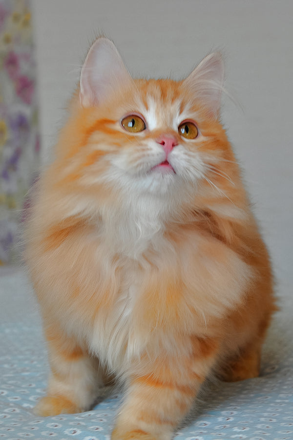 Bruno | Siberian Kitten