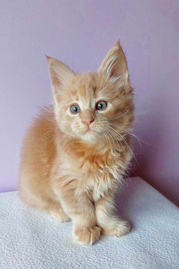 Baron | Maine Coon Kitten