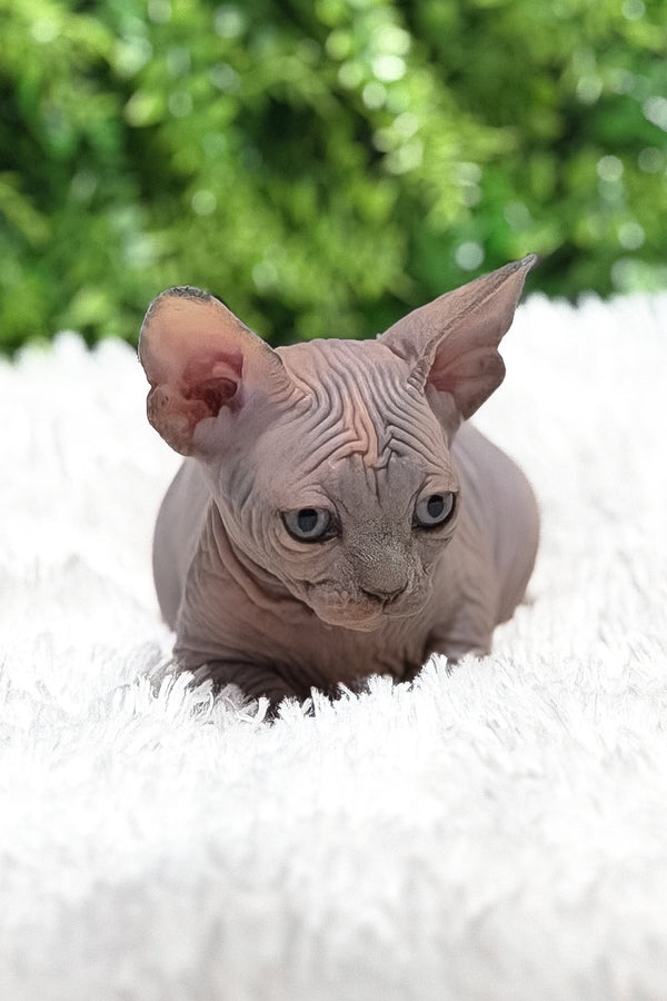 Celesta | Canadian Sphynx Kitten