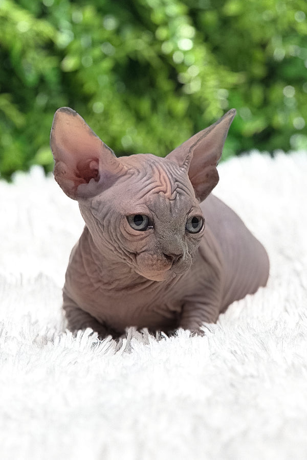 Celesta | Canadian Sphynx Kitten