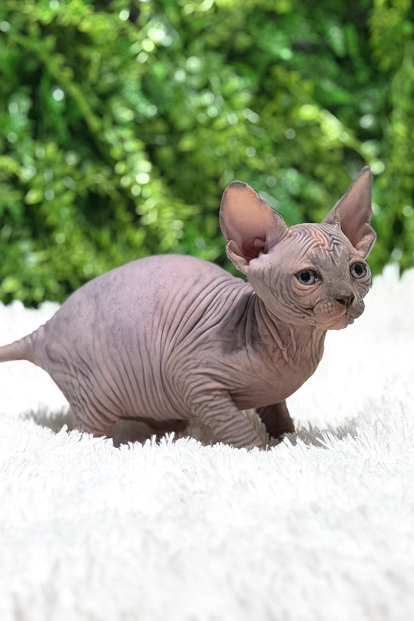 Celesta | Canadian Sphynx Kitten