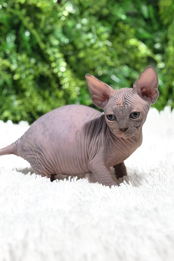 Celesta | Canadian Sphynx Kitten