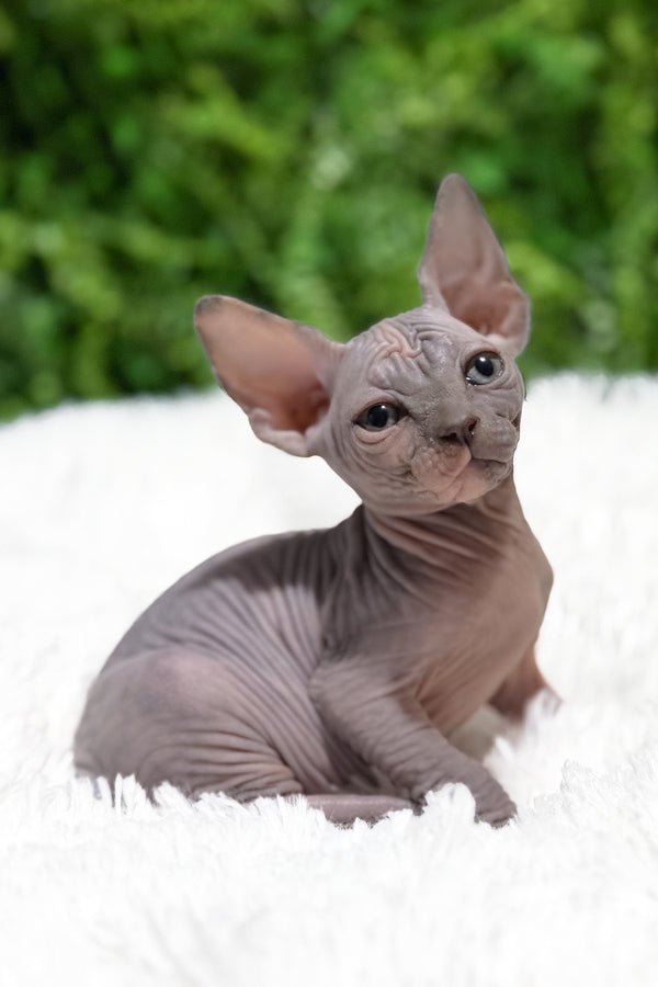 Celesta | Canadian Sphynx Kitten