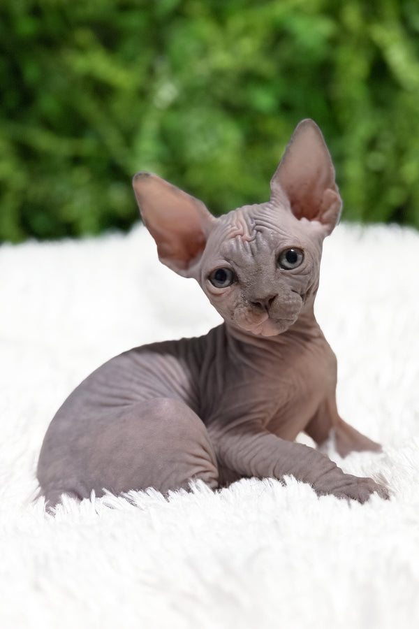 Celesta | Canadian Sphynx Kitten
