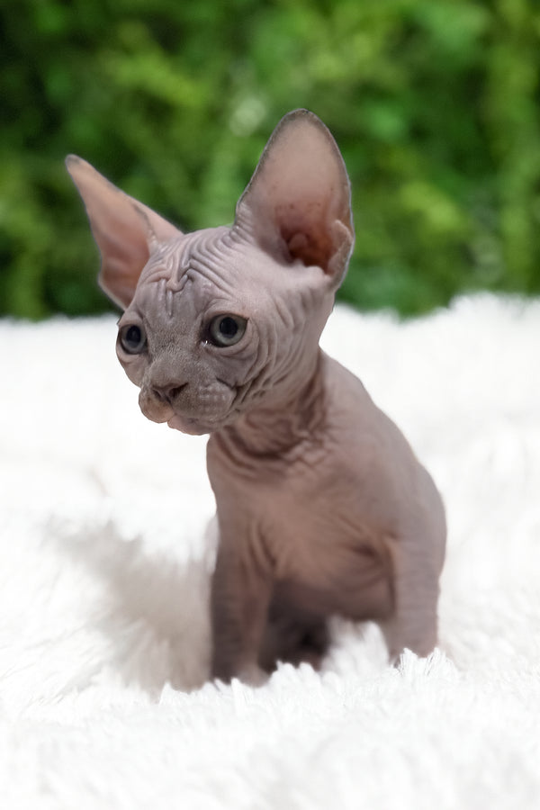 Celesta | Canadian Sphynx Kitten