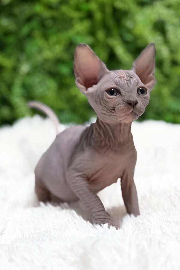 Celesta | Canadian Sphynx Kitten