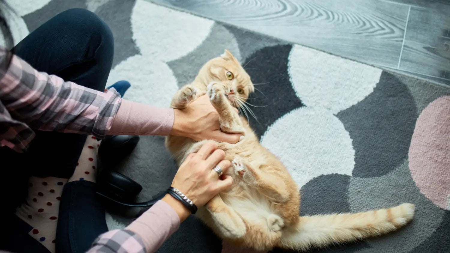 The ultimate guide to bonding with your new kitten