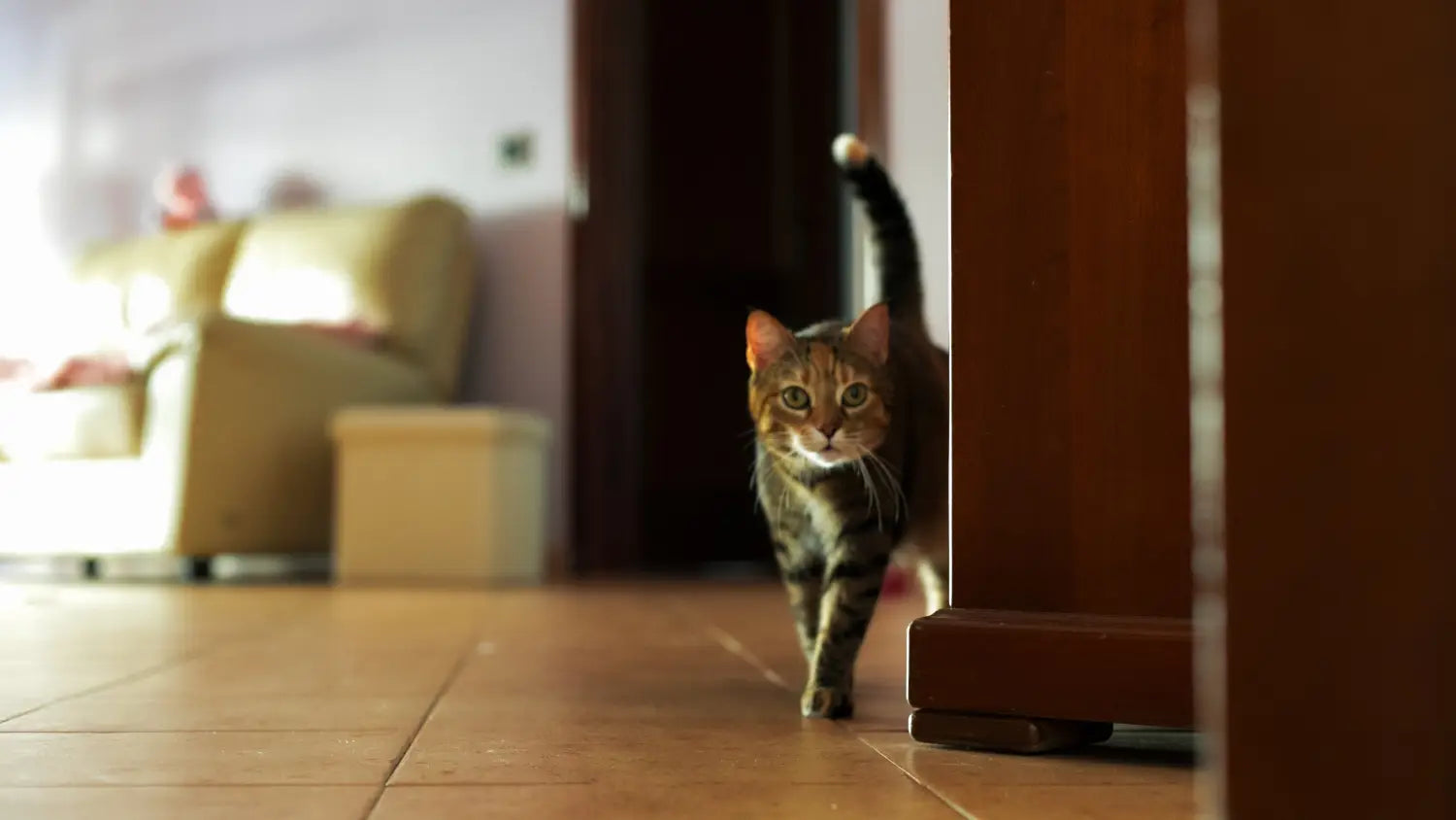 Kitten-proofing 101: make your home safe for felines