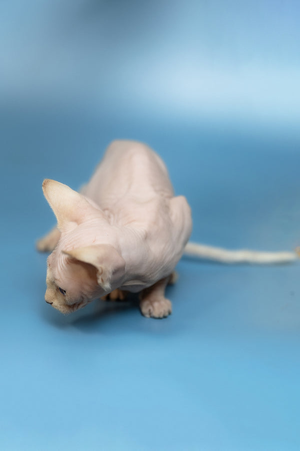 Oskar | Canadian Sphynx Kitten