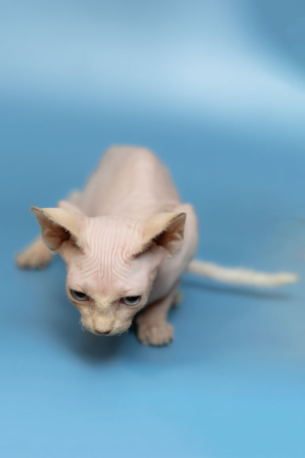 Oskar | Canadian Sphynx Kitten