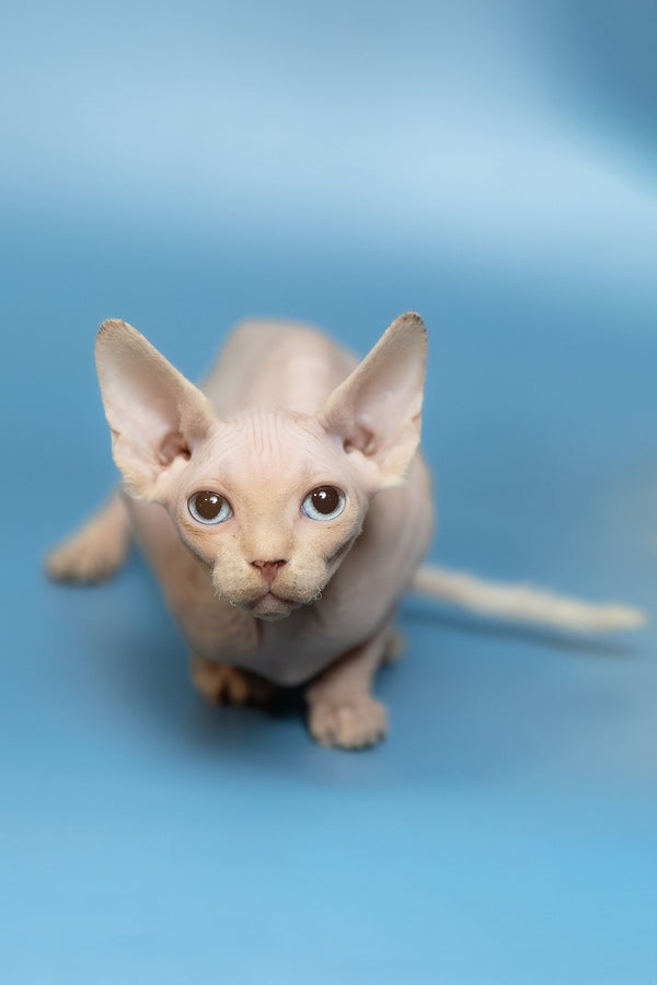 Oskar | Canadian Sphynx Kitten