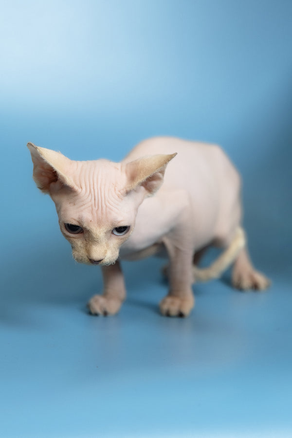 Oskar | Canadian Sphynx Kitten