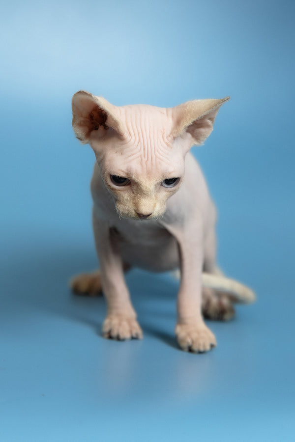 Oskar | Canadian Sphynx Kitten