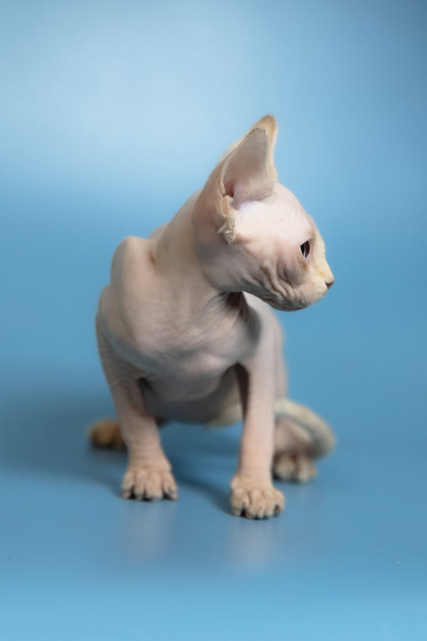 Oskar | Canadian Sphynx Kitten