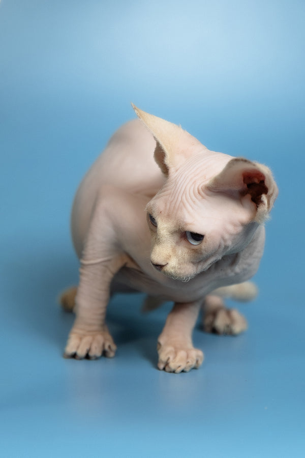 Oskar | Canadian Sphynx Kitten