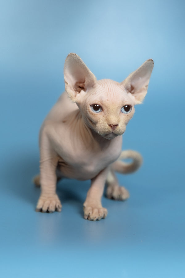 Oskar | Canadian Sphynx Kitten