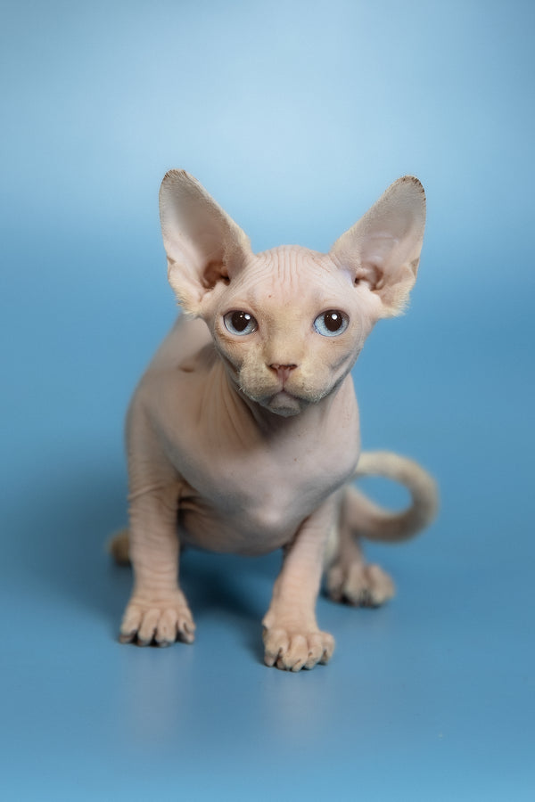 Oskar | Canadian Sphynx Kitten