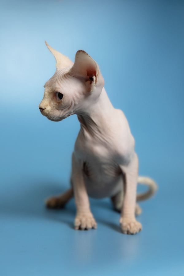 Oskar | Canadian Sphynx Kitten