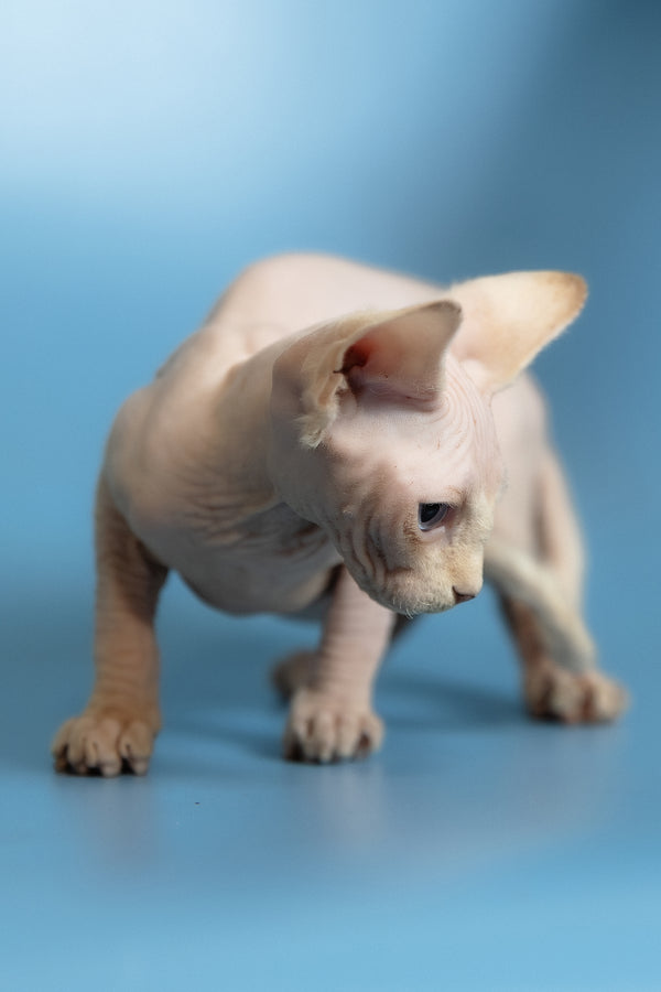 Oskar | Canadian Sphynx Kitten
