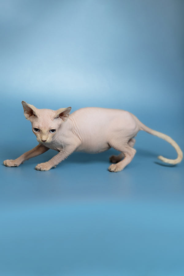 Oskar | Canadian Sphynx Kitten