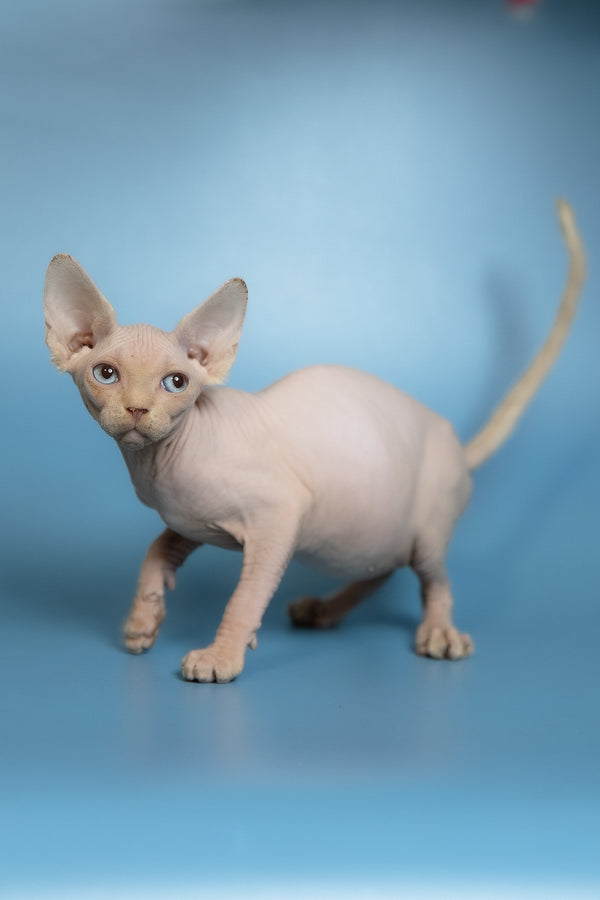 Oskar | Canadian Sphynx Kitten