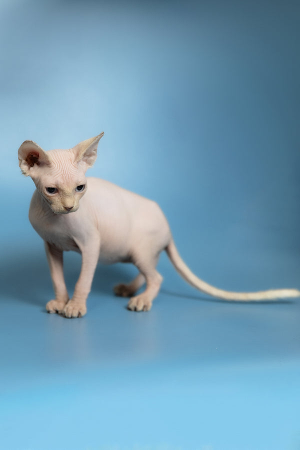 Oskar | Canadian Sphynx Kitten