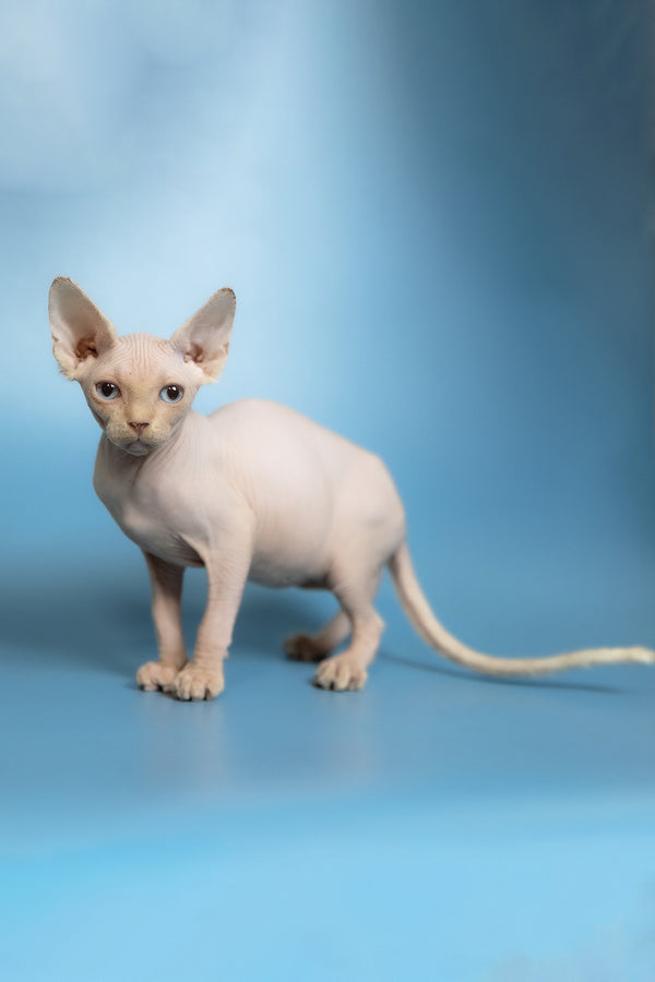 Oskar | Canadian Sphynx Kitten