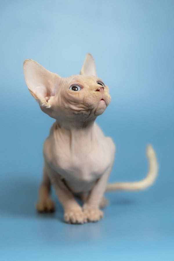 Oskar | Canadian Sphynx Kitten