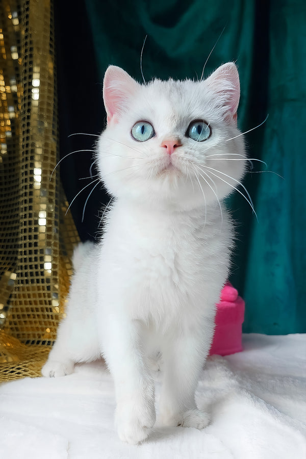 Fletcher | Scottish Straight Kitten