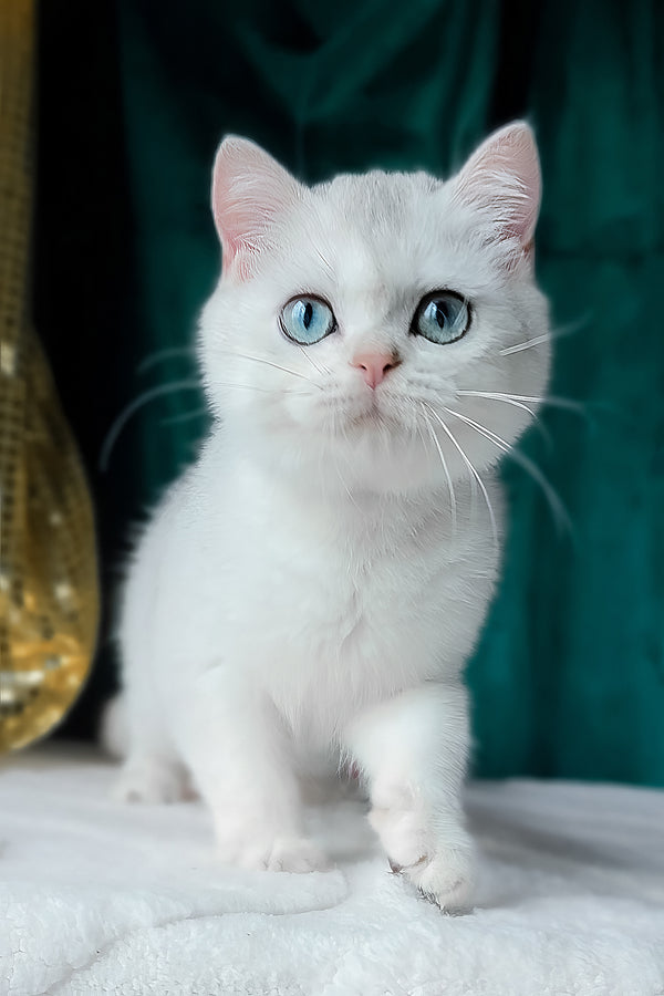 Fletcher | Scottish Straight Kitten
