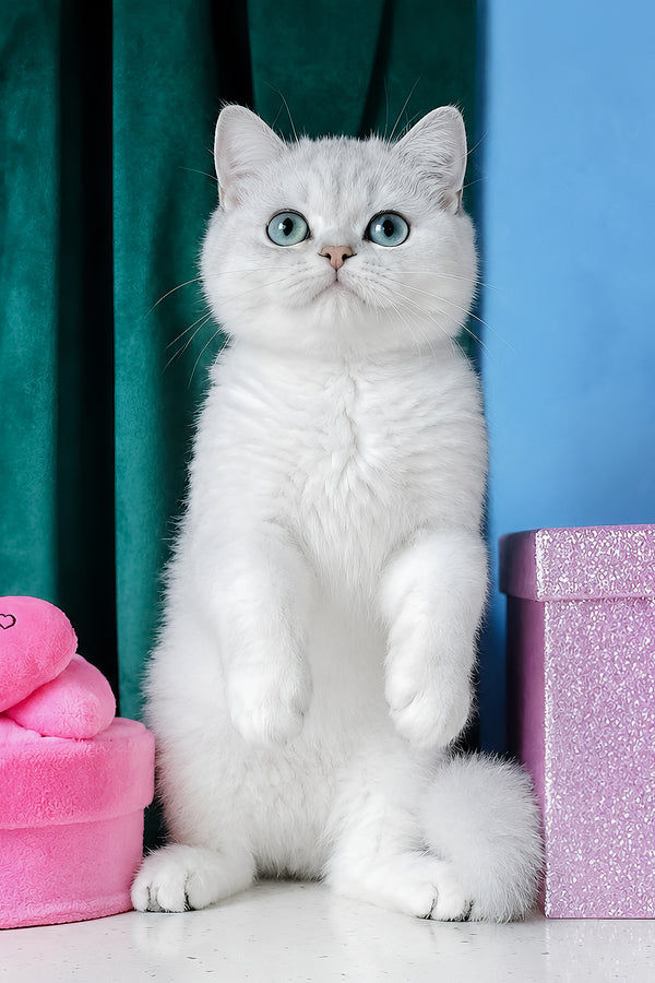 Fletcher | Scottish Straight Kitten