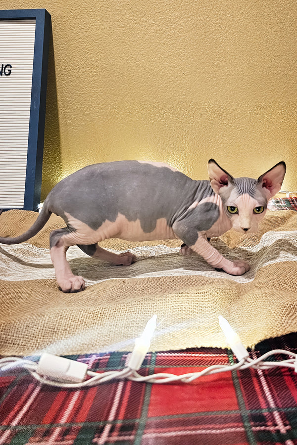 Leaf | Sphynx Kitten