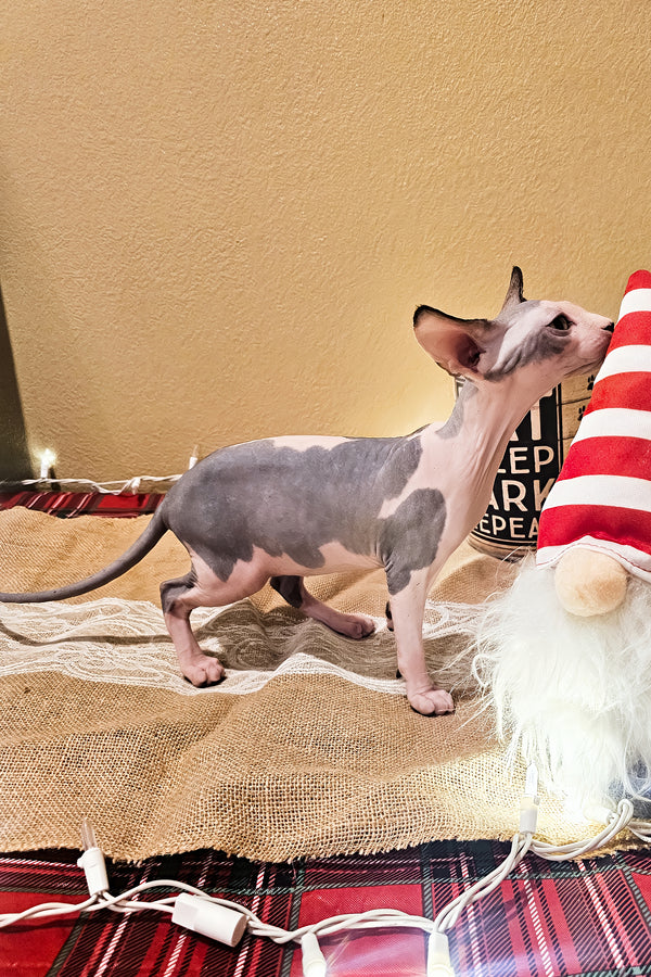 Leaf | Sphynx Kitten