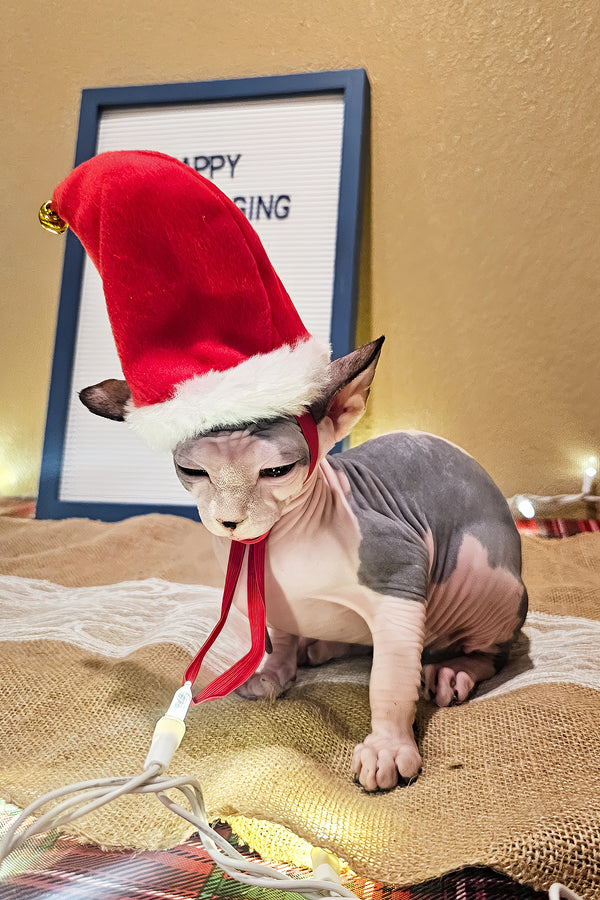 Leaf | Sphynx Kitten