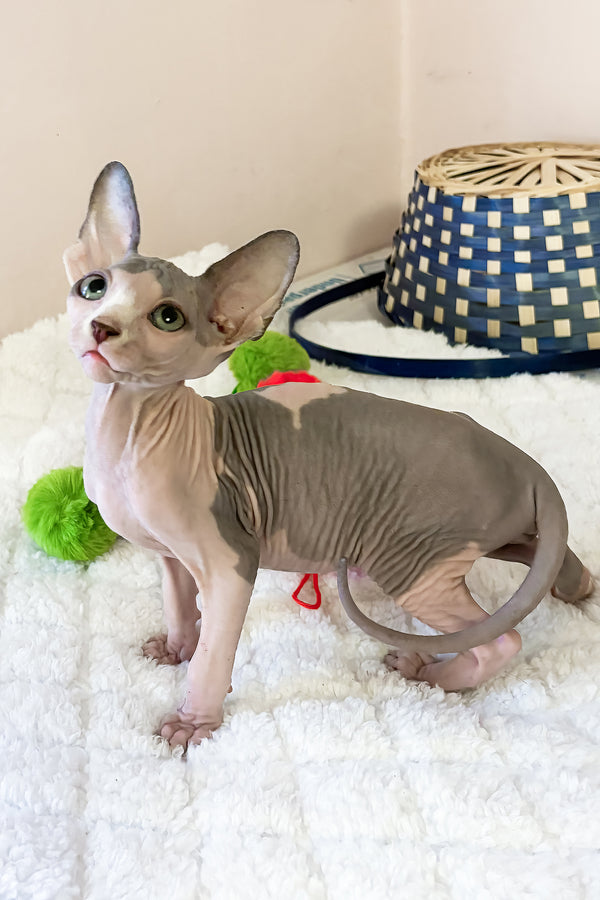 Mister | Canadian Sphynx Kitten