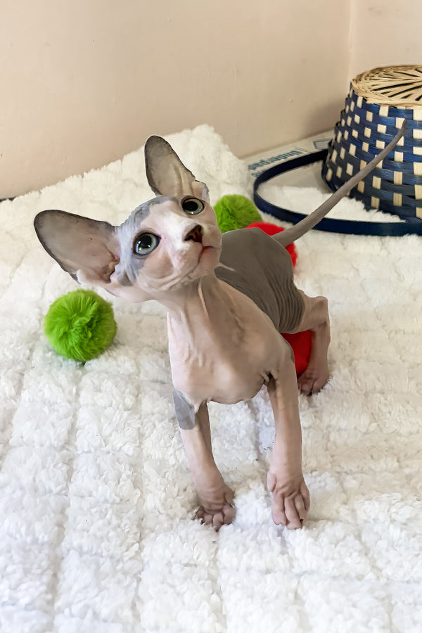 Mister | Canadian Sphynx Kitten