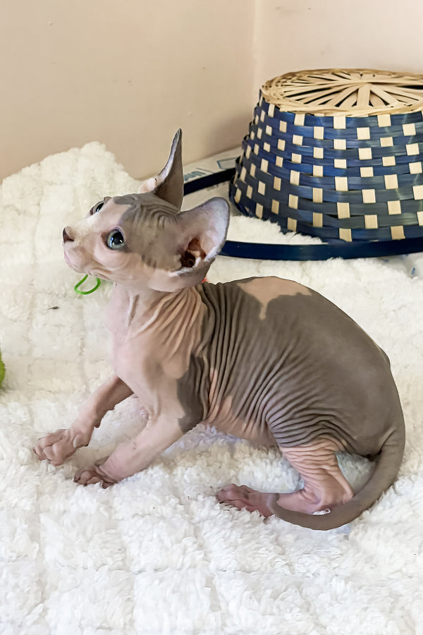 Mister | Canadian Sphynx Kitten