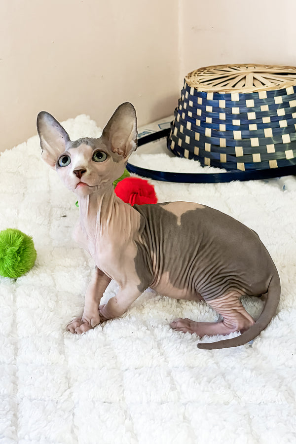 Mister | Canadian Sphynx Kitten