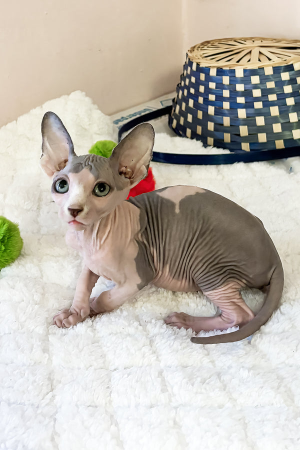 Mister | Canadian Sphynx Kitten