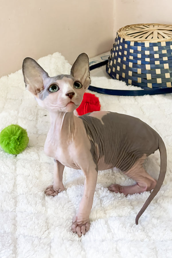 Mister | Canadian Sphynx Kitten