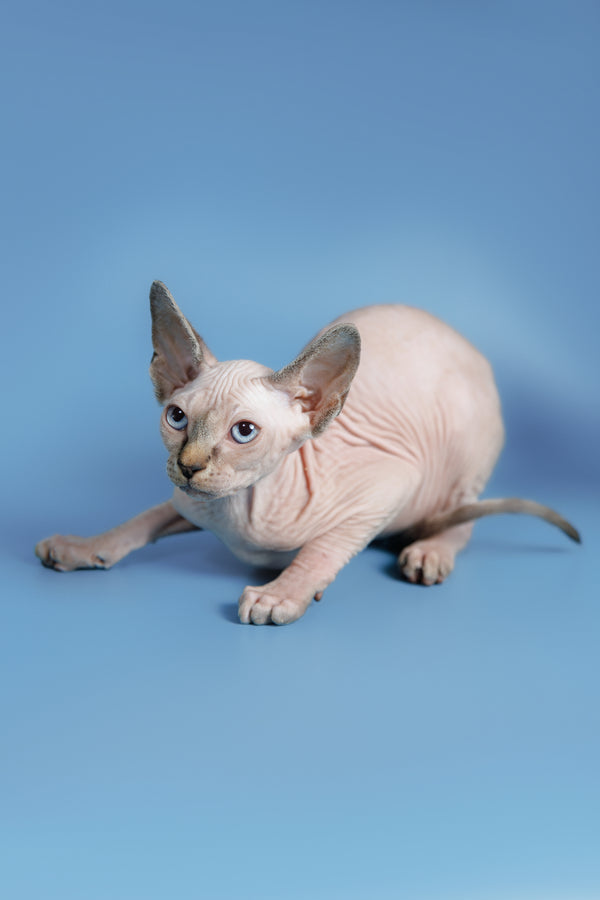 Ctiven | Canadian Sphynx Kitten