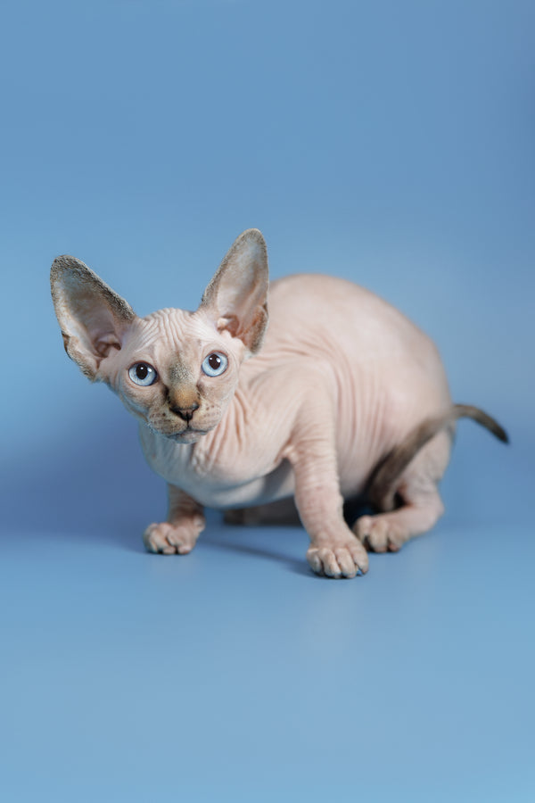 Ctiven | Canadian Sphynx Kitten
