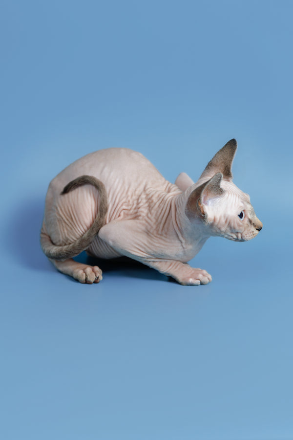 Ctiven | Canadian Sphynx Kitten