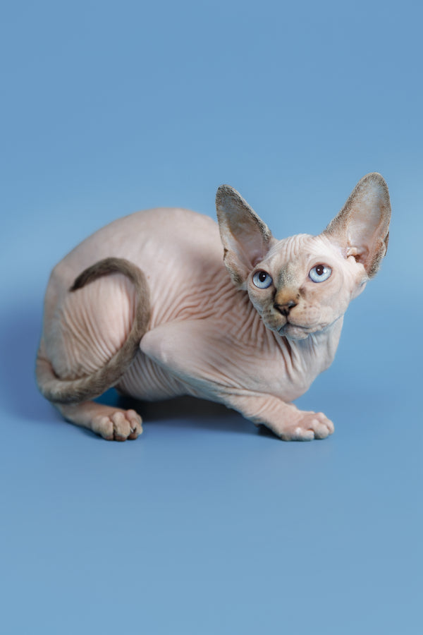Ctiven | Canadian Sphynx Kitten