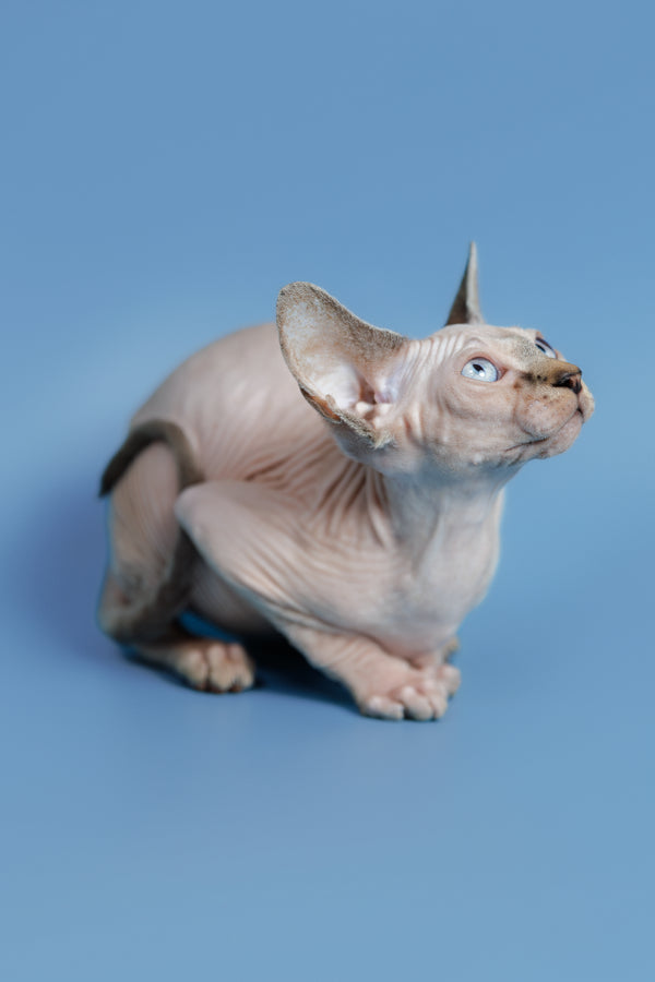 Ctiven | Canadian Sphynx Kitten